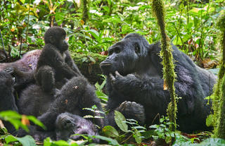 The Nkuringo Gorilla Family