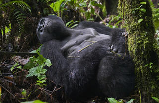 Rwamutwe, Nkuringo Gorilla Group Silverback