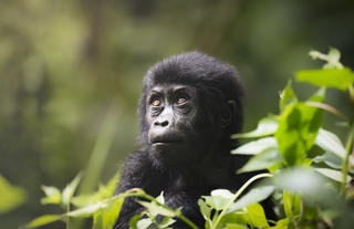 Baby Gorilla from Nkuringo Group