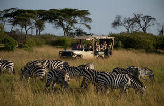Game Drive with Zebras 