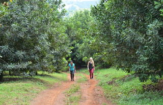 Golden Orchard Wonder