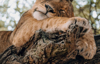 Tree-climbing lions