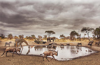 Safari like nowhere else in Africa