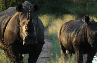 White Rhino - One of the Big Five
