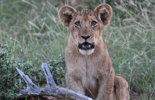 One of the Cubs from the River Pride