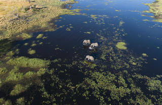 Maxa Wildlife Aerial