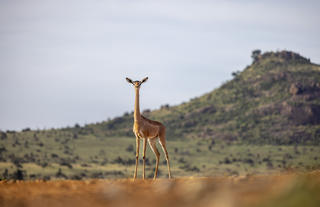 Gerenuk