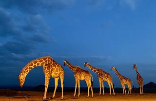 Giraffes (in a line)