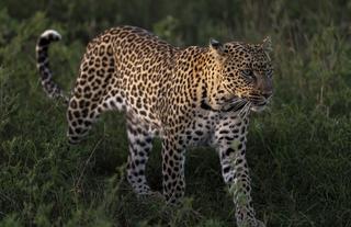 Leopard sightings