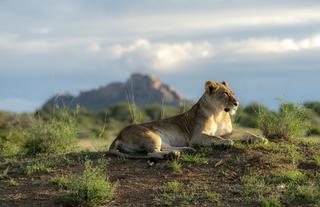 Lion 