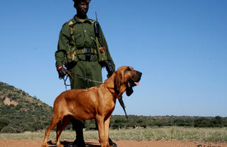 Ol Jogi Bloodhound Canine Team