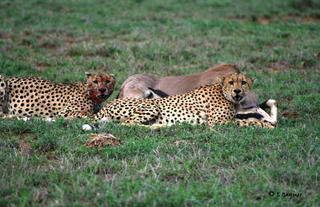 Cheetah pair