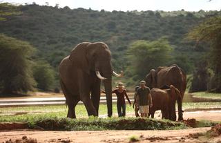 Walking with Elephants
