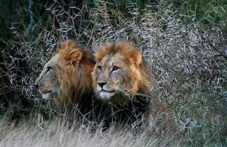 Male Lion Brothers