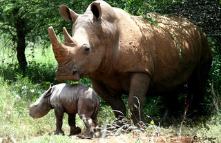 White Rhino and her baby