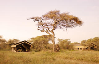 Ndutu Wilderness Camp Guest tents
