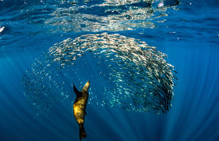 Camp Cuevas: Sea Lions