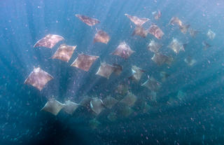 Camp Cuevas: Mobula Rays