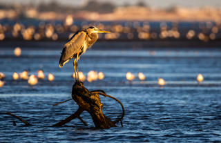 Camp Cuevas: Heron