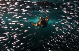 Camp Cuevas: Sea Lions