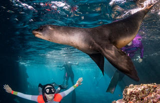 Camp Cuevas: Swimming witih Sea Lions