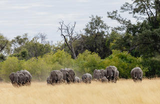 Wildlife