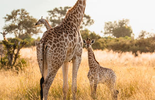 Wildlife