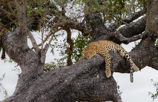 Wildlife