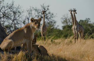 Wildlife