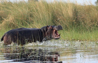 Hippo