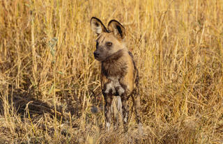 Wild Dog