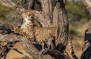 Mushara Game Drive - Etosha National Park