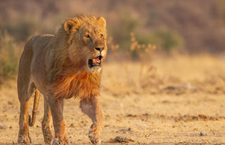 Mushara Game Drive - Etosha National Park