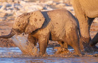 Mushara Game Drive - Etosha National Park