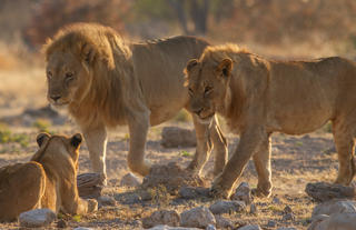 Mushara Game Drive - Etosha National Park