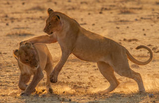 Mushara Game Drive - Etosha National Park