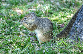 Villa Mushara - Wildlife