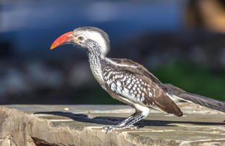 Villa Mushara - Wildlife