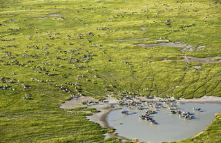 Scenic Heli Transfer