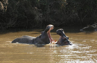 Hippos