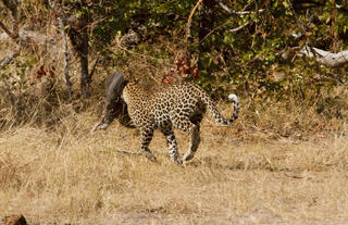 Leopard with prey