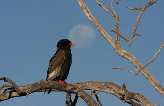 Bateleur Eagle