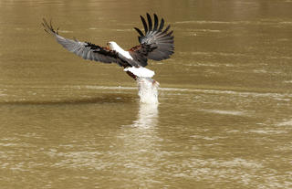 Fish Eagle