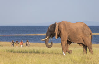 Walking safari