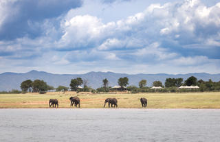 Elephants in front of Fothergill