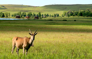 Eland