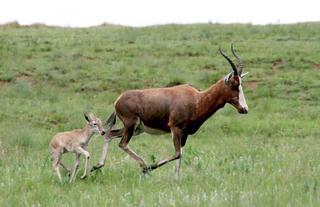Blesbuck