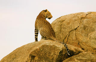 Leopard Mara