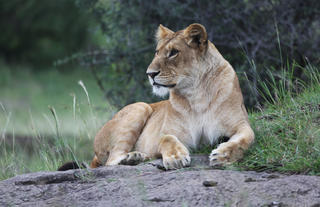 Lioness Mara