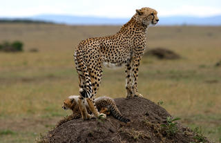 Cheetah & Cub